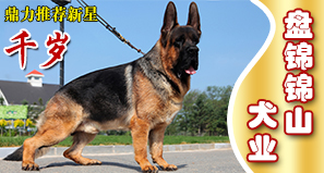 盘锦锦山犬业