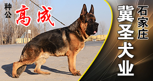 石家庄冀圣犬业