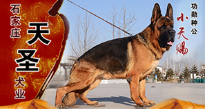 石家庄天圣犬业