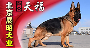 北京展昭犬业