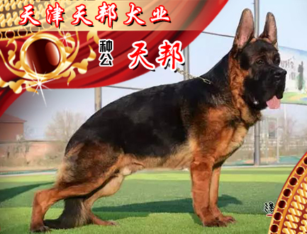 天津天邦犬业