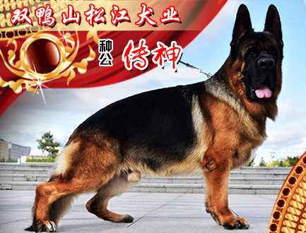 松江犬业-种公传神