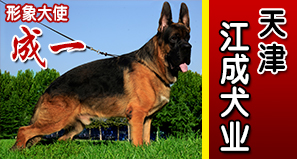 天津江成犬业