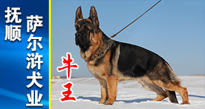 抚顺萨尔浒犬业