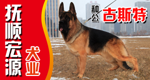 抚顺宏源犬业