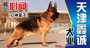 天津鑫诚犬业