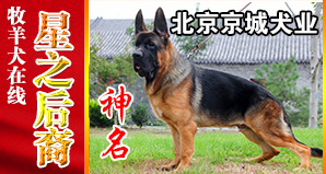 北京京城犬业