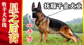 抚顺千金犬业
