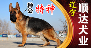 辽宁顺达犬业