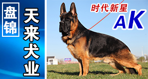  盘锦天来犬业