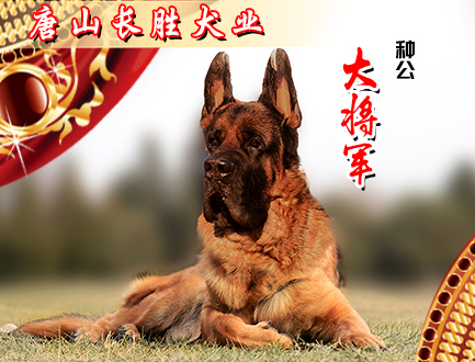 唐山长胜犬业