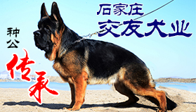 石家庄交友犬业