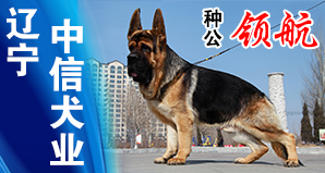 辽宁中信犬业