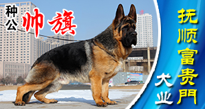 抚顺富贵門犬业