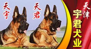 天津宇君犬业