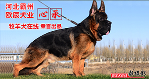 河北霸州欧辰犬业