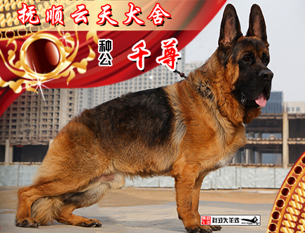 抚顺云天犬舍