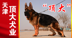 天津顶大犬业