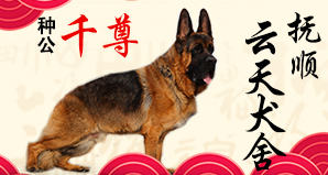 抚顺云天犬舍
