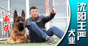沈阳王严犬业