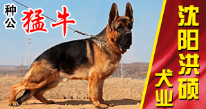沈阳洪硕犬业