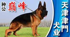 天津津門犬业
