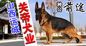 山西运城关帝犬业