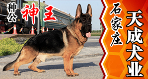 石家庄天成犬业