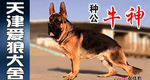 天津爱狼犬舍