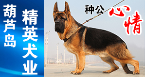 辽宁葫芦岛精英犬业