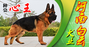河南白云犬业