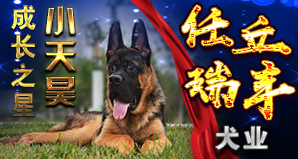 河北任丘瑞丰犬业