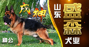 山东盛森犬业